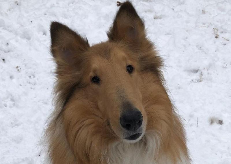 Mt. Zion Small Animal Clinic Janesville veterinarians